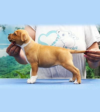 Uno puppy