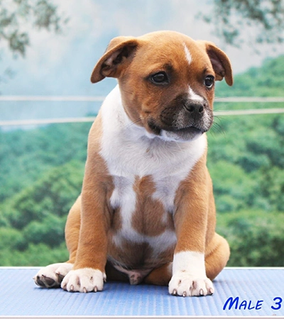 Uno puppy