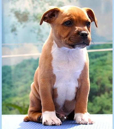 Uno puppy