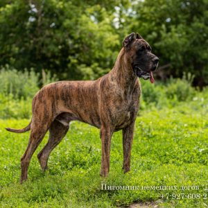 Great Dane stud dog